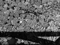 Ebes Hortobagy 201408 DSC 2412